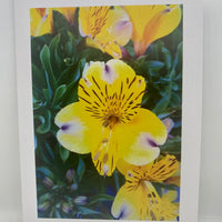 Nature Vibes Greeting Card Set - A taste of peace